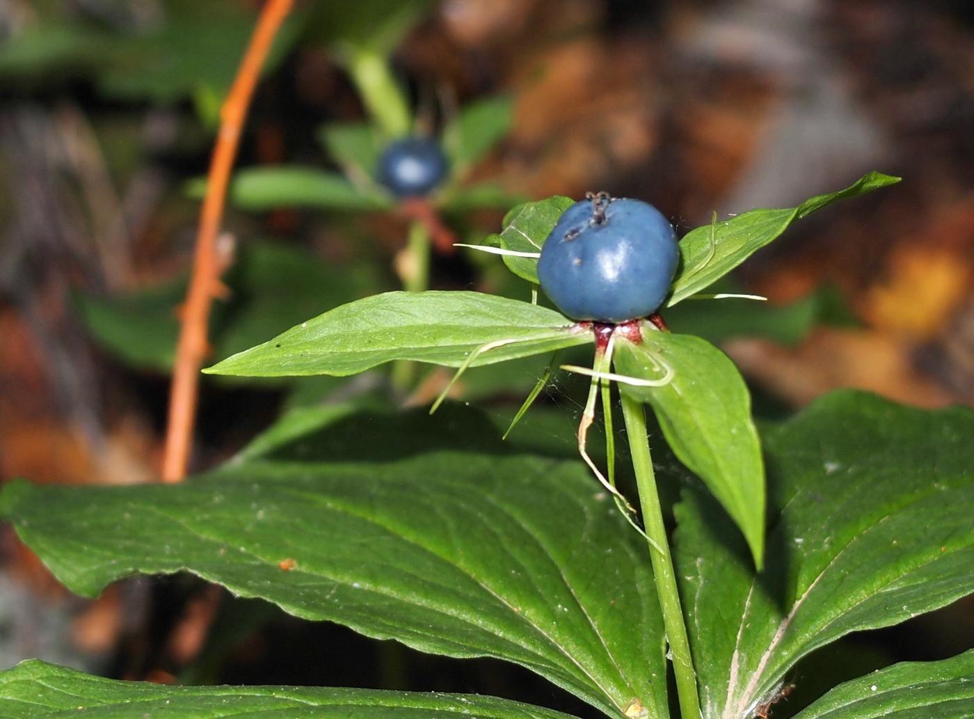 Herb Paris, True Love-knot fruit